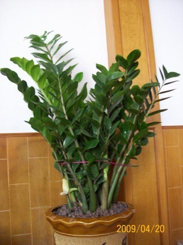 2011年家居旺財旺家的28種植物 2011年家居旺財旺家的28種植物