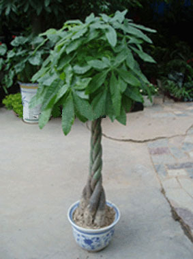 2011年家居旺財旺家的28種植物 2011年家居旺財旺家的28種植物