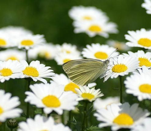 2011年家居旺財(cái)旺家的28種植物 2011年家居旺財(cái)旺家的28種植物